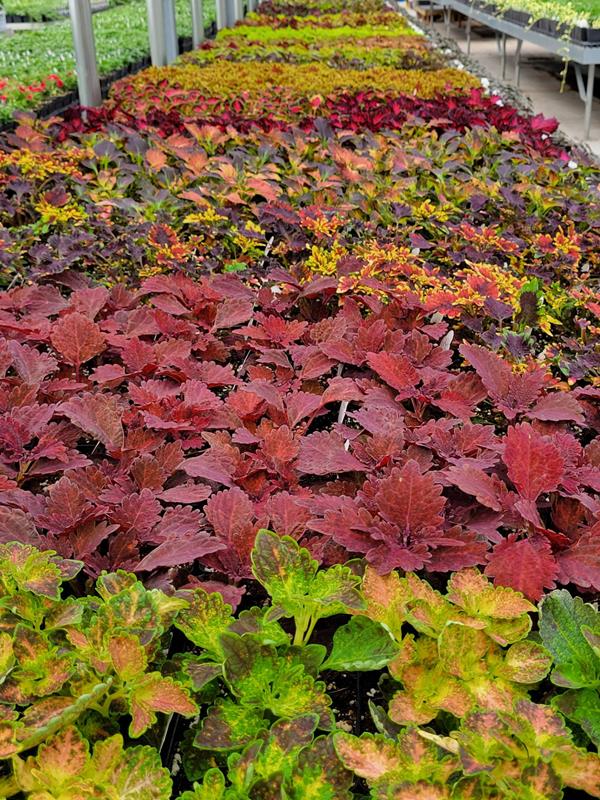 Knapp Hills Gardens Knapp, WI