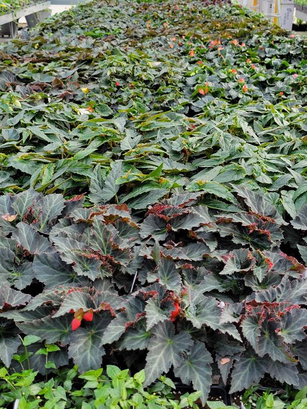 Knapp Hills Gardens Knapp, WI